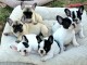 Adopter chiot bulldog fran&ccedil;ais disponible 