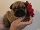 chiot bouledogue fran&ccedil;ais m&acirc;le 