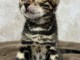 B&eacute;b&eacute; chaton Bengal disponible pour adoption 