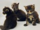 B&eacute;b&eacute; chaton maine coon disponible 