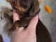 chiot Teckel disponible de suite 