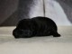 chiot labrador retriever disponible 