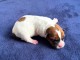 chiot jack ressel disponible pour adoption 