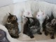 chaton maine coon m&acirc;le a donner 