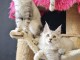b&eacute;b&eacute; chaton maine coon adopter 