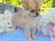 Magnifique chiot chihuahua femelle 