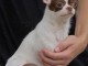 Femelle chiot chihuahua disponible 