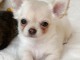 Magnifique chiot chihuahua m&acirc;le 