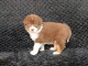 B&eacute;b&eacute; chiot berger australien disponible 