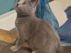 Adorable chaton ch&acirc;treux disponible 