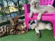 B&eacute;b&eacute; chaton Bengal disponible 