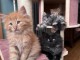 B&eacute;b&eacute; chaton maine coon disponible 