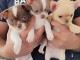 Adoption chiot chihuahua 