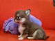 Je donne chiot chihuahua m&acirc;le 