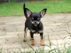 Je donne chiot chihuahua femelle 