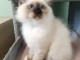 B&eacute;b&eacute; chaton sacr&eacute; Birmanie pour adoption 