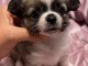 B&eacute;b&eacute; chiot chihuahua femelle a donner 