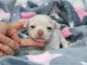 Je donne chiot chihuahua m&acirc;le 