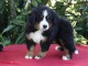 B&eacute;b&eacute; chiot bouvier bernois a donner 