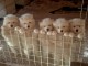 B&eacute;b&eacute; chiot samoy&egrave;de a donner 