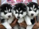 chiot husky sib&eacute;rien adorable disponible 