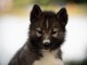 Magnifique chiot husky sib&eacute;rien 