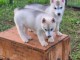 Adorable chiot husky sib&eacute;rien &agrave; donner 