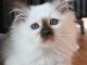 Chaton sacr&eacute; Birmanie pour adoption 