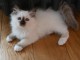 Chaton sacr&eacute; Birmanie pour adoption 