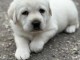 Chiot golden retriever m&acirc;le a donner 