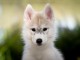 Husky sib&eacute;rien &agrave; donner 