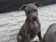 Chiots Staffordshire Bull Terrier bleu pour un bon foyer