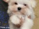 Chiot bichon maltais &agrave; donner 