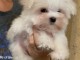 B&eacute;b&eacute; chiot bichon maltais disponible 
