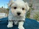 Chiot bichon maltais disponible 