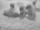 Port&eacute;e des chiots bichon maltais 