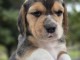 chiot beagle disponible m&acirc;le 