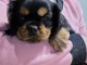 Chiot cavalier king charle disponible 