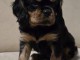 B&eacute;b&eacute; chiot cavalier king charle femelle a donner 