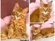Chaton maine coon m&acirc;le a donner 