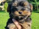 Chiot Yorkshire terrier femelle a donner 