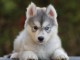 chiot husky sib&eacute;rien adorable 