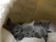 Chatons Bleu russe disponible 
