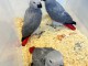 Magnifique PERROQUETS GRIS DU GABON &agrave; adopter 
