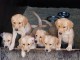 chiot golden retriever m&acirc;le et femelle disponible 