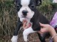 b&eacute;b&eacute; chiot boston terrier femelle a donner 