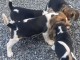 b&eacute;b&eacute; chiot beagle disponible 