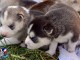 adoption chiot husky sib&eacute;rien m&acirc;le 