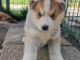 chiot sib&eacute;rien husky d&eacute;j&agrave; pr&ecirc;ts pour adoption 