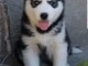 je donne des chiots husky sib&eacute;rien 